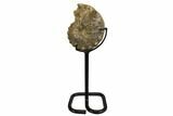 Cretaceous Ammonite (Mammites) Fossil with Metal Stand - Morocco #164231-1